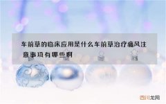车前草的临床应用是什么 车前草治疗痛风注意事项有哪些啊