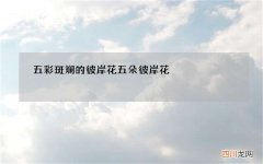五彩斑斓的彼岸花 五朵彼岸花