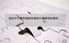 绿叶中红艳欲滴的杜鹃花 红艳艳的杜鹃花