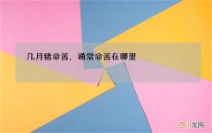 几月猪命苦，通常命苦在哪里
