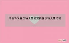即会飞又喜欢粘人的萌宠 很喜欢粘人的动物