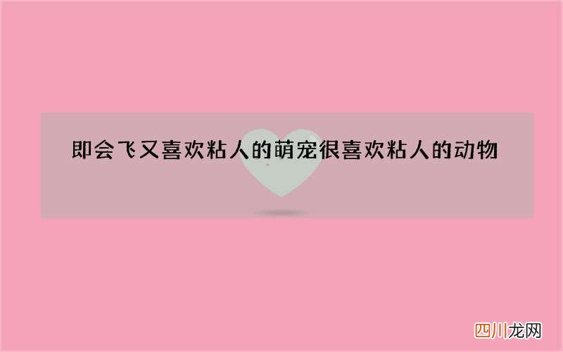 即会飞又喜欢粘人的萌宠 很喜欢粘人的动物