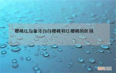 樱桃红与象牙白 白樱桃和红樱桃的区别