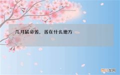 几月鼠命苦，苦在什么地方