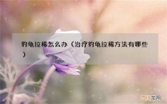 治疗豹龟拉稀方法有哪些 豹龟拉稀怎么办