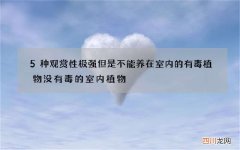 5种观赏性极强但是不能养在室内的有毒植物 没有毒的室内植物