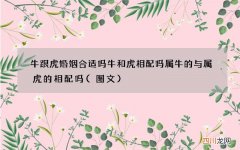 图文 牛跟虎婚姻合适吗牛和虎相配吗 属牛的与属虎的相配吗