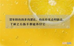 常年粉色的多肉黛比，有这些优点和缺点，了解之后新手都能养好它