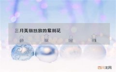 三月美丽怒放的紫荆花，春日紫红色的花朵满枝花开，芬芳动人的美