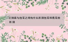 它到底与包菜之间有什么区别 包菜和青菜的区别