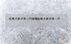 比熊犬多少钱一只 宠物比熊犬多少钱一只