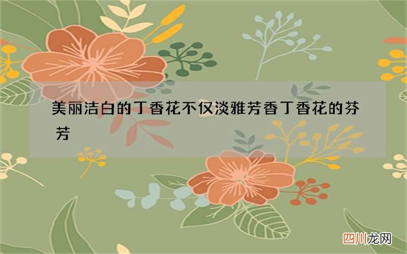 美丽洁白的丁香花不仅淡雅芳香 丁香花的芬芳