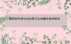 桑果的作用与功效是什么 有哪些食用禁忌