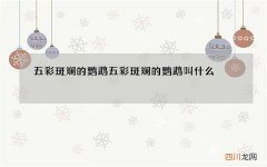 五彩斑斓的鹦鹉 五彩斑斓的鹦鹉叫什么