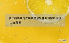 砂仁的功效与作用及禁忌是什么 如何辨别砂仁的真假