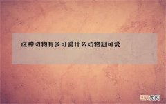 这种动物有多可爱 什么动物超可爱