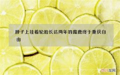 脖子上挂着轮胎长达两年的麋鹿终于重获自由