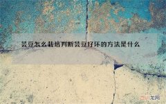 芸豆怎么栽培判断芸豆好坏的方法是什么