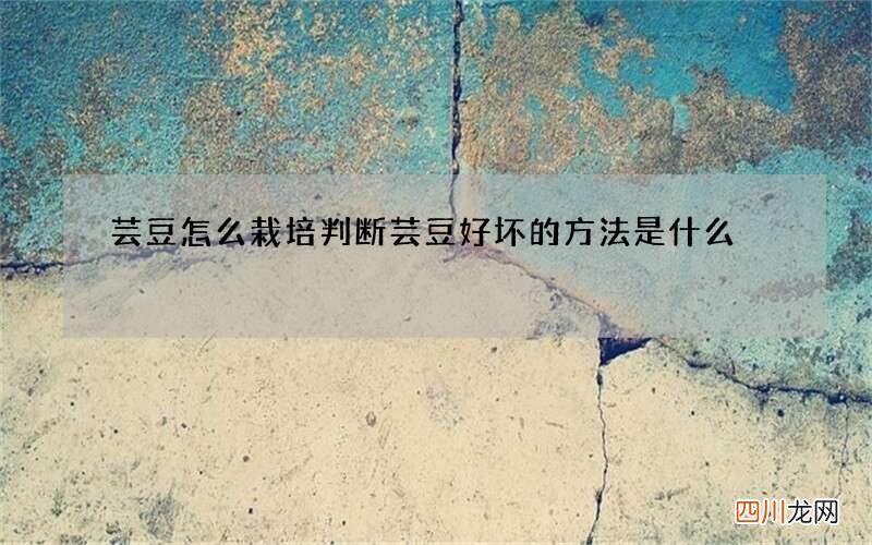 芸豆怎么栽培判断芸豆好坏的方法是什么