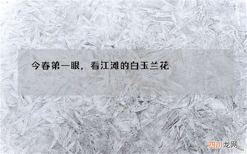 今春第一眼，看江滩的白玉兰花