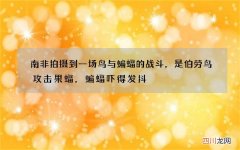 南非拍摄到一场鸟与蝙蝠的战斗，是伯劳鸟攻击果蝠，蝙蝠吓得发抖