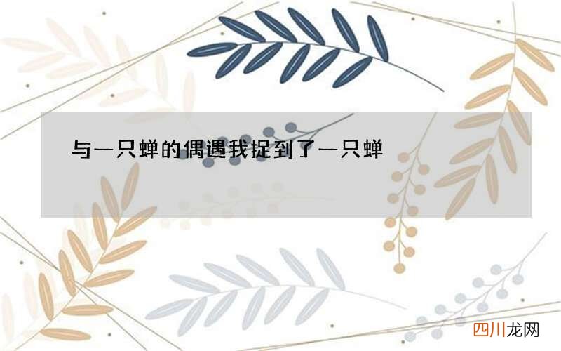与一只蝉的偶遇 我捉到了一只蝉