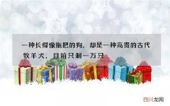 一种长得像拖把的狗，却是一种高贵的古代牧羊犬，目前只剩一万只
