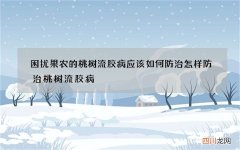 困扰果农的桃树流胶病应该如何防治 怎样防治桃树流胶病