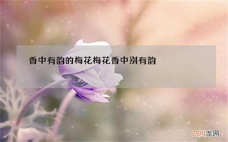 香中有韵的梅花 梅花香中别有韵