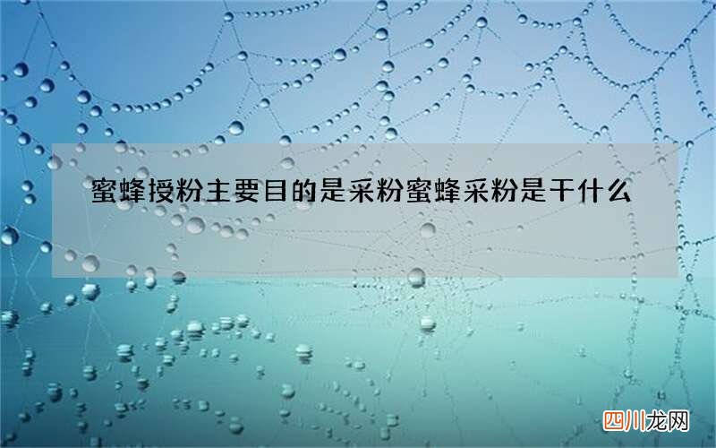 蜜蜂授粉主要目的是采粉 蜜蜂采粉是干什么