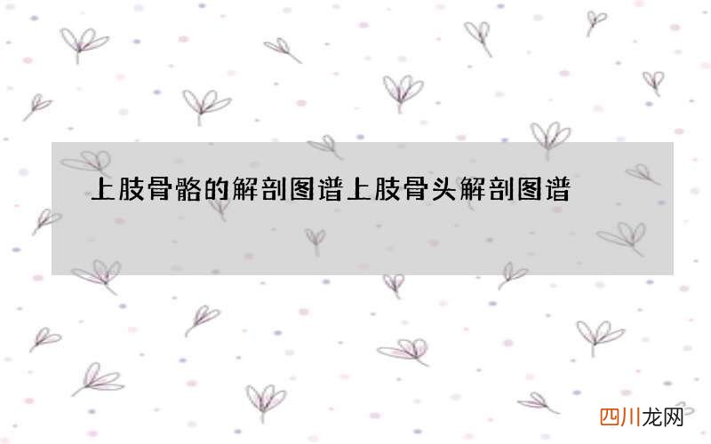 上肢骨骼的解剖图谱 上肢骨头解剖图谱