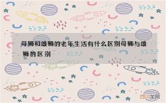 母狮和雄狮的老年生活有什么区别 母狮与雄狮的区别