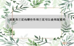 尿素养兰花有哪些作用 兰花可以使用尿素吗