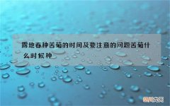露地春种苦菊的时间及要注意的问题 苦菊什么时候种