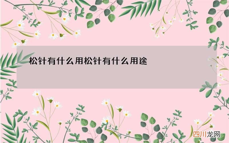 松针有什么用 松针有什么用途