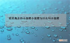 啥是真正的小蛮腰 小蛮腰为什么叫小蛮腰?
