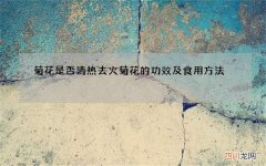 菊花是否清热去火 菊花的功效及食用方法