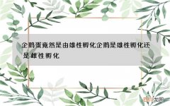 企鹅蛋竟然是由雄性孵化 企鹅是雄性孵化还是雌性孵化