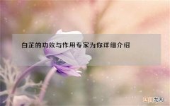 白芷的功效与作用 专家为你详细介绍