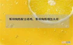 猴和狗婚配合适吗，猴和狗婚姻怎么样