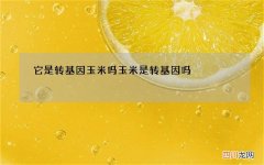 它是转基因玉米吗 玉米是转基因吗?