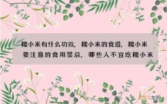 糯小米有什么功效,糯小米的食谱,糯小米要注意的食用禁忌,哪些人不宜吃糯小米