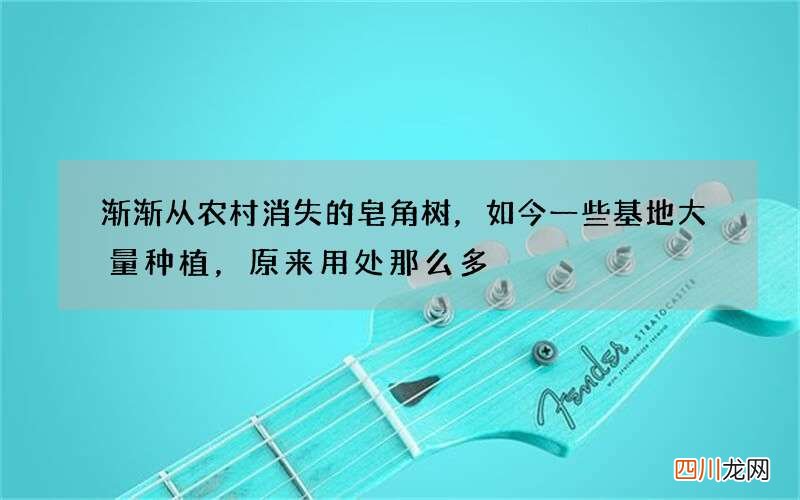 渐渐从农村消失的皂角树，如今一些基地大量种植，原来用处那么多