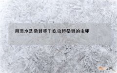 用清水洗桑葚等于吃虫卵 桑葚的虫卵