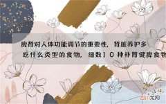脾肾对人体功能调节的重要性,肾脏养护多吃什么类型的食物,细数10种补肾健脾