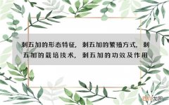 刺五加的形态特征,刺五加的繁殖方式,刺五加的栽培技术,刺五加的功效及作用