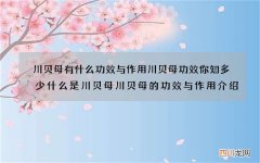 川贝母有什么功效与作用 川贝母功效你知多少什么是川贝母川贝母的功效与作