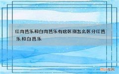 红肉芭乐和白肉芭乐有啥区别 怎么区分红芭乐和白芭乐