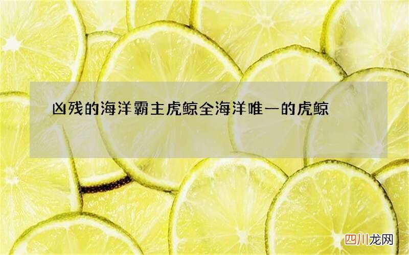 凶残的海洋霸主虎鲸 全海洋唯一的虎鲸