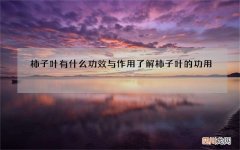 柿子叶有什么功效与作用 了解柿子叶的功用